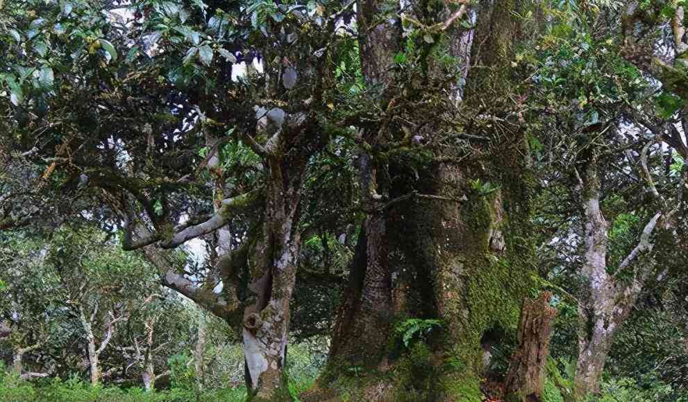 探索瓦龙普洱茶产区：口感特点与古树解析，找出的一款