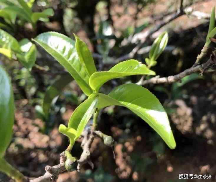 探索瓦龙普洱茶产区：口感特点与古树解析，找出的一款