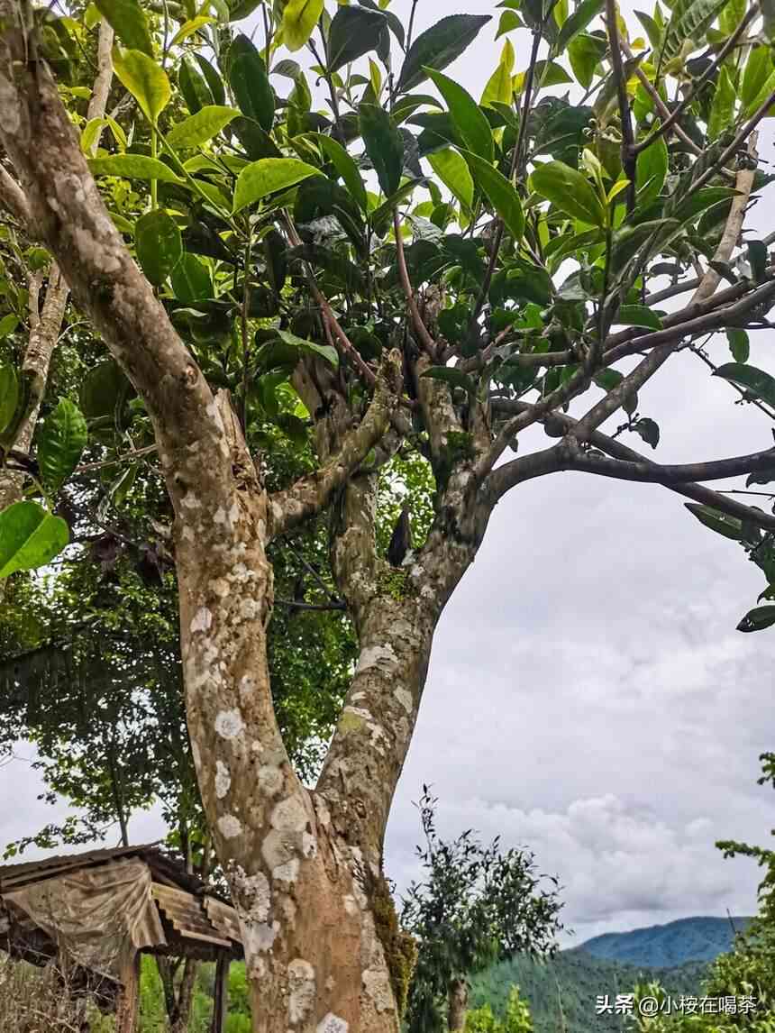 江城普洱茶：古树与台地茶的品种多样性探讨