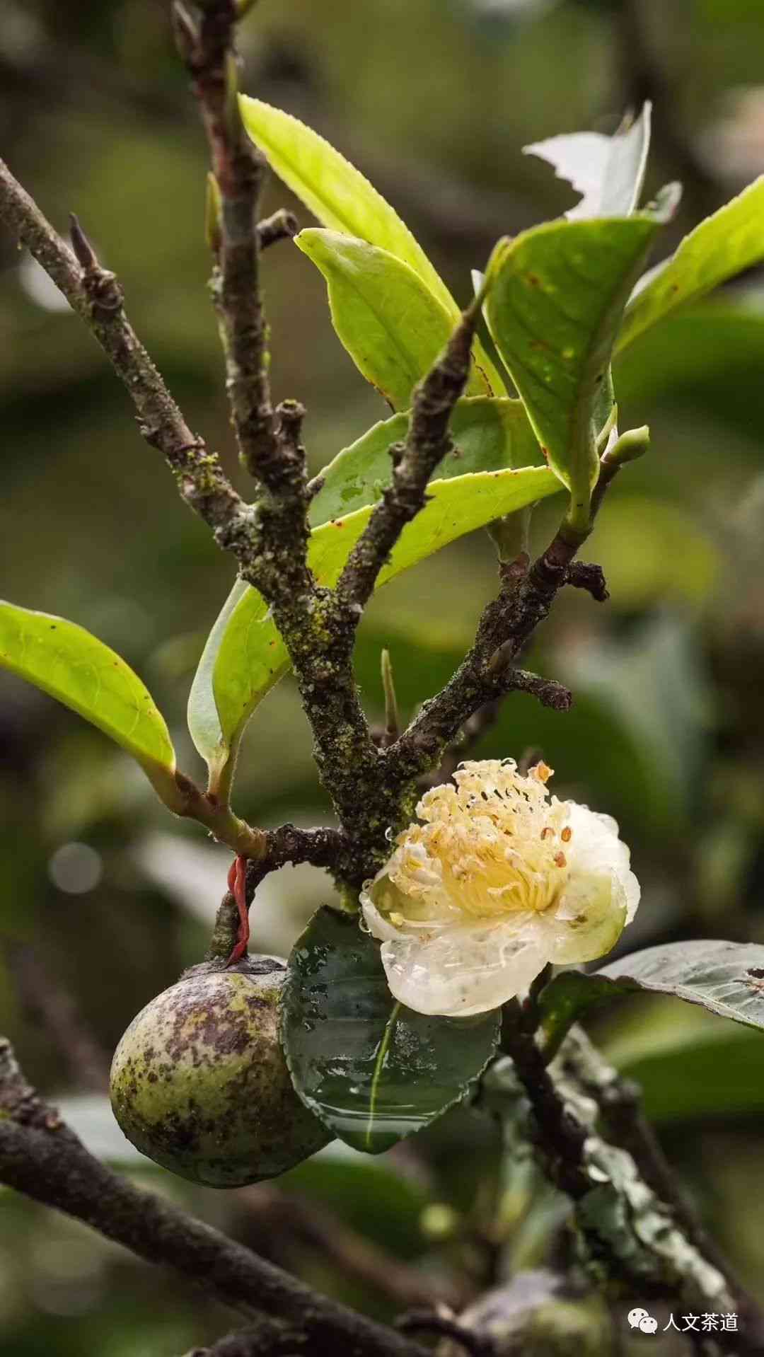 普洱茶花：品味自然之美，探索茶花与普洱的和谐共生