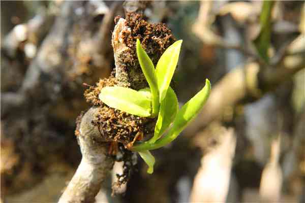 易武高山村普洱茶特点：天赐之宝，古树茶香