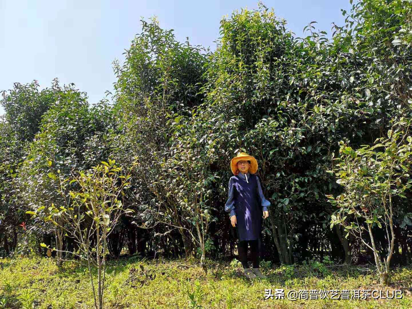 探讨普洱茶近年来声誉下的原因及其影响