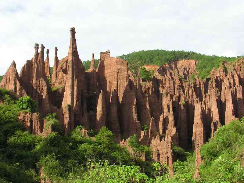 云南无量山土林黄金砖普洱茶：货源与批发价格详解