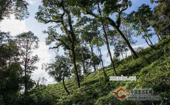 悠乐普洱茶山特点：古树茶与优乐普洱的独特风味