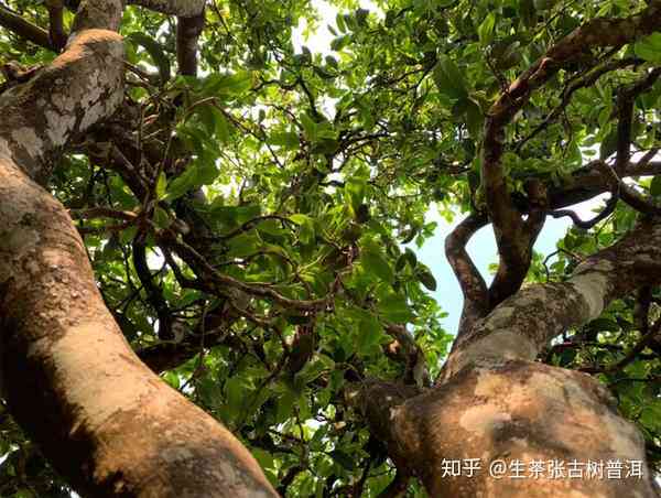 南迫古树普洱茶：冰岛茶的独特魅力与生茶特点