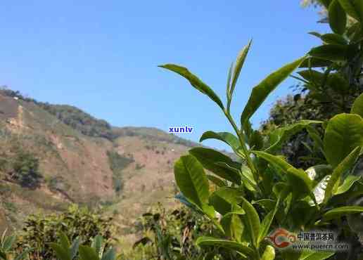 南迫古树普洱茶：冰岛茶的独特魅力与生茶特点