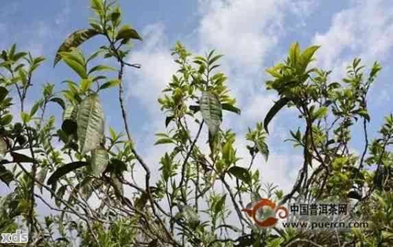 普洱茶：茎的种类、功能及其对茶叶品质的影响