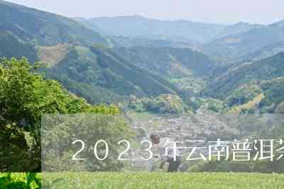 2023年云南普洱茶饼详细价格分析，包括批发和熟茶信息