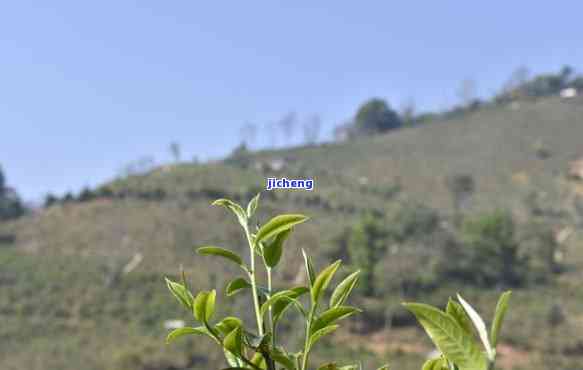 普洱茶竹河