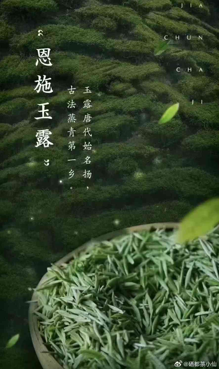 琼芝玉露：普洱茶中的珍稀之选