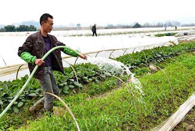 新普洱茶在南方为什么不好喝