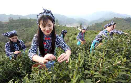 新普洱茶在南方为什么不好喝