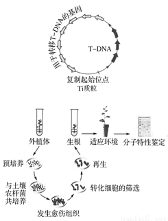 干青结构特点