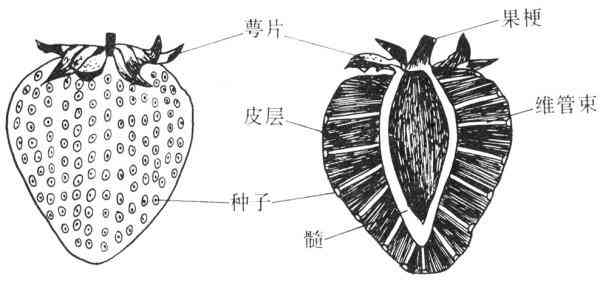 干青结构特点