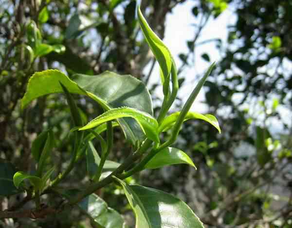 新 茗壹坊精选云南大叶种普洱茶，古树茶与陈年老茶的完美融合