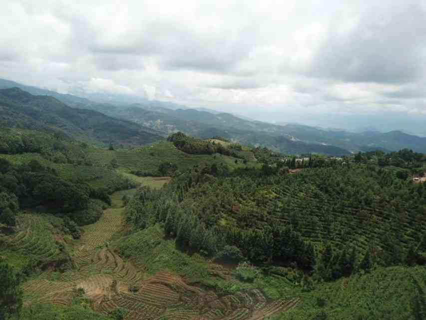 2020年大雪山普洱茶价格表与介绍