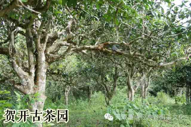 海龙茶叶：源自深山古树，匠心独运的普洱茶艺之美