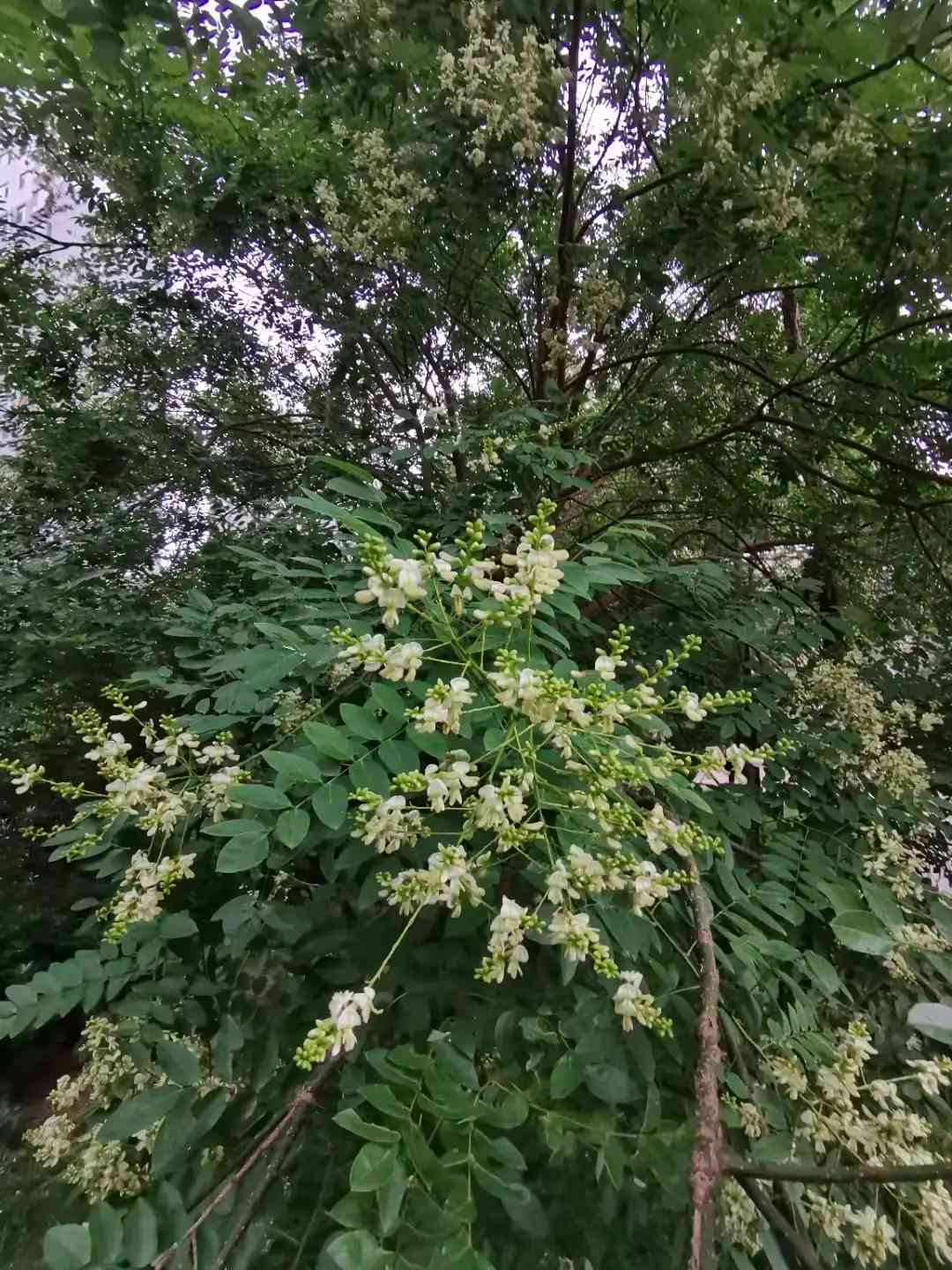 槐米茶：一种以槐花为原料的独特植物茶饮