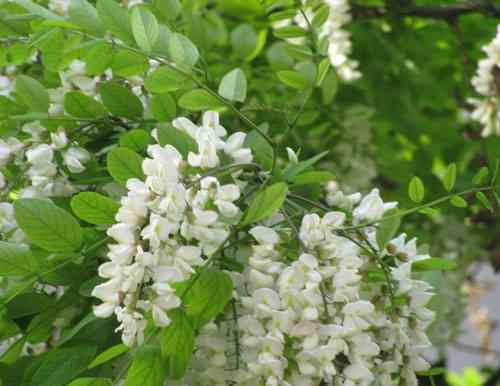 槐米茶：一种以槐花为原料的独特植物茶饮