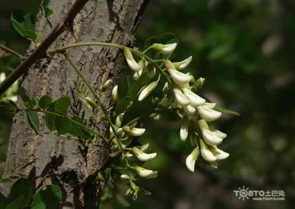 槐米茶：一种以槐花为原料的独特植物茶饮