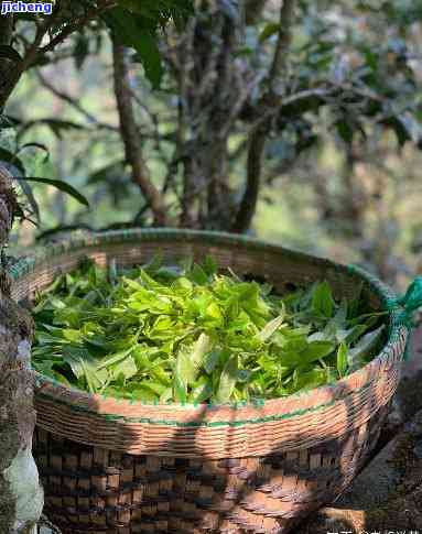 利用普洱茶渣进行养花：一种创新的园艺技巧