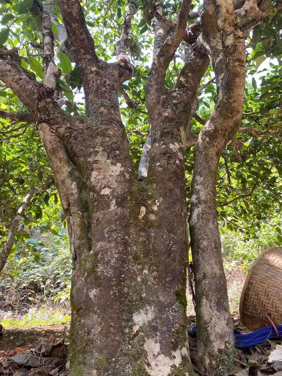 古树普洱茶京东自营木质盒包装