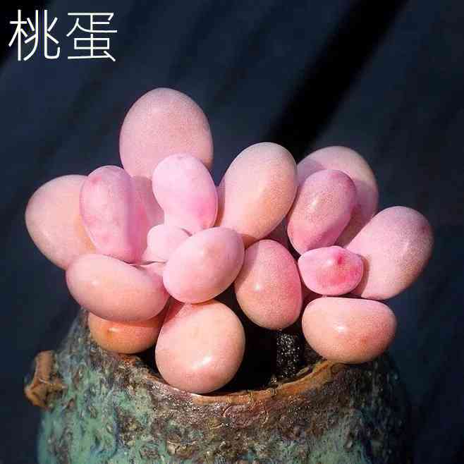 普洱茶桃蛋多肉结合的魅力：一感想与子