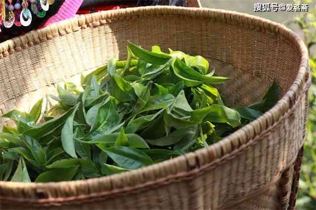 初春早驹普洱茶：品味春天的芬芳