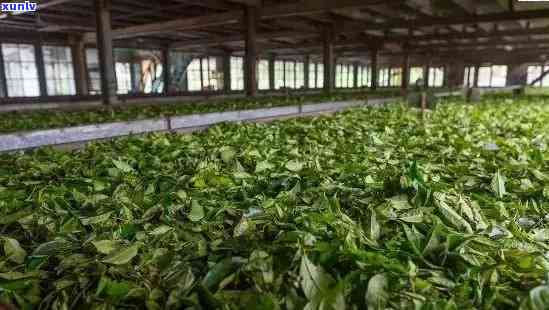 友誉普洱茶：勐海地区精选茶叶，传承百年制茶工艺的高品质茶业