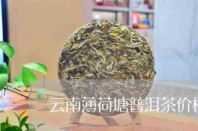 云南古树普洱茶薄荷塘春茶批发价格分析