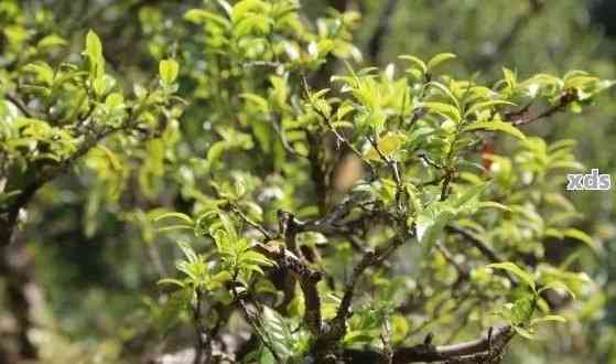 云南古树普洱茶薄荷塘春茶批发价格分析