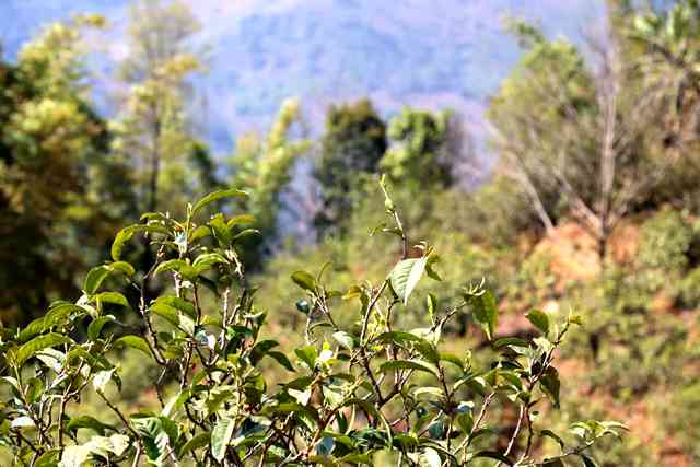 2023年古树普洱茶春茶价格