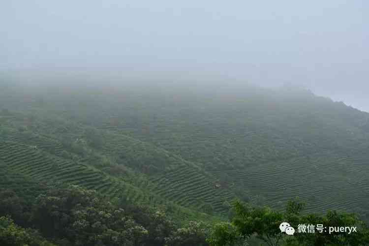 普洱茶普阳