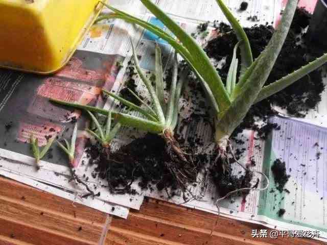 室内种植芦荟：一种简单有效的家庭疗法