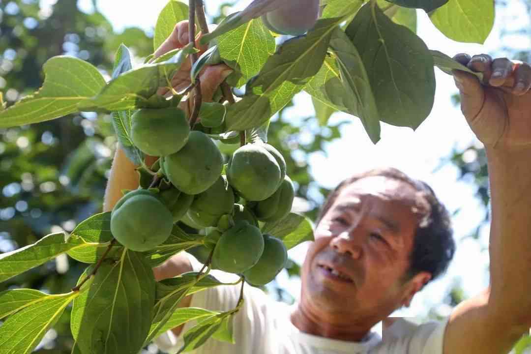 探究碧玉果的绿色品质及其经济价值