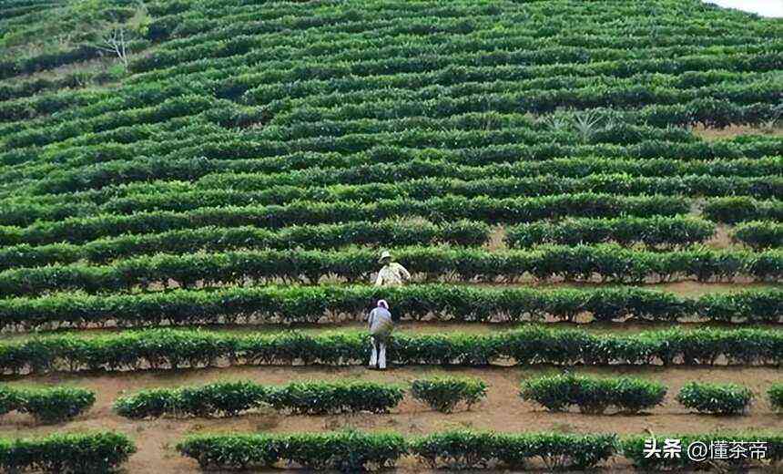 梯田茶树：种植、管理与产量的全方位解析