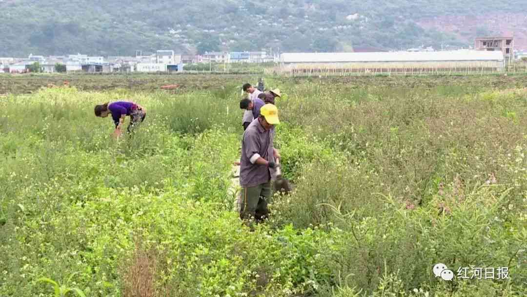 巧家普绍安：一种新型的农业技术，助力农民增收