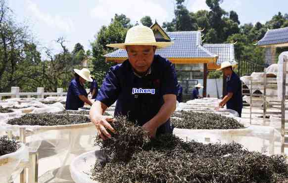 普洱茶技术研发大师启：深入探讨普洱茶的制作工艺、品饮技巧与健益处