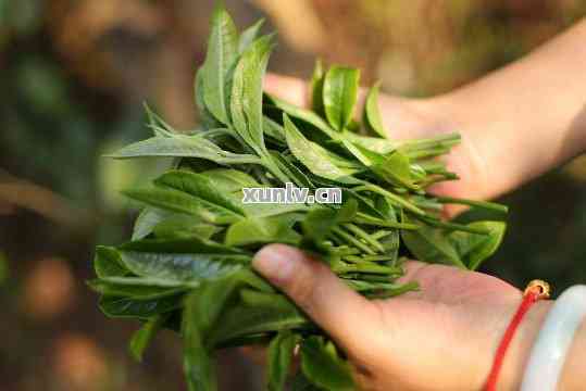 普洱熟茶芽多少适合？探究芽多与芽少的差异及其口感影响