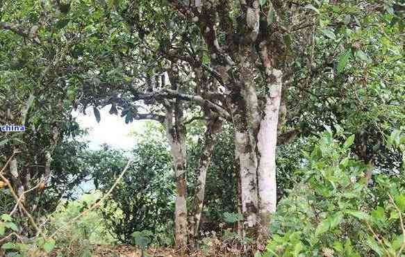 新 古树普洱茶根精华饮：解析其独特功效与作用