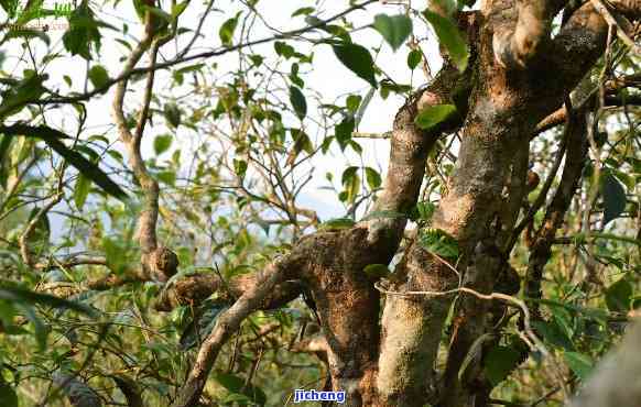 新 古树普洱茶根精华饮：解析其独特功效与作用