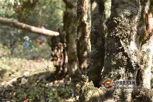 新 古树普洱茶根精华饮：解析其独特功效与作用