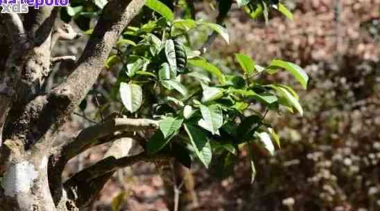 探究普洱茶树根的生命奥秘与独特功效