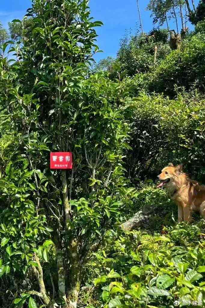 古树野生红房子普洱茶：云南特色韵味之旅