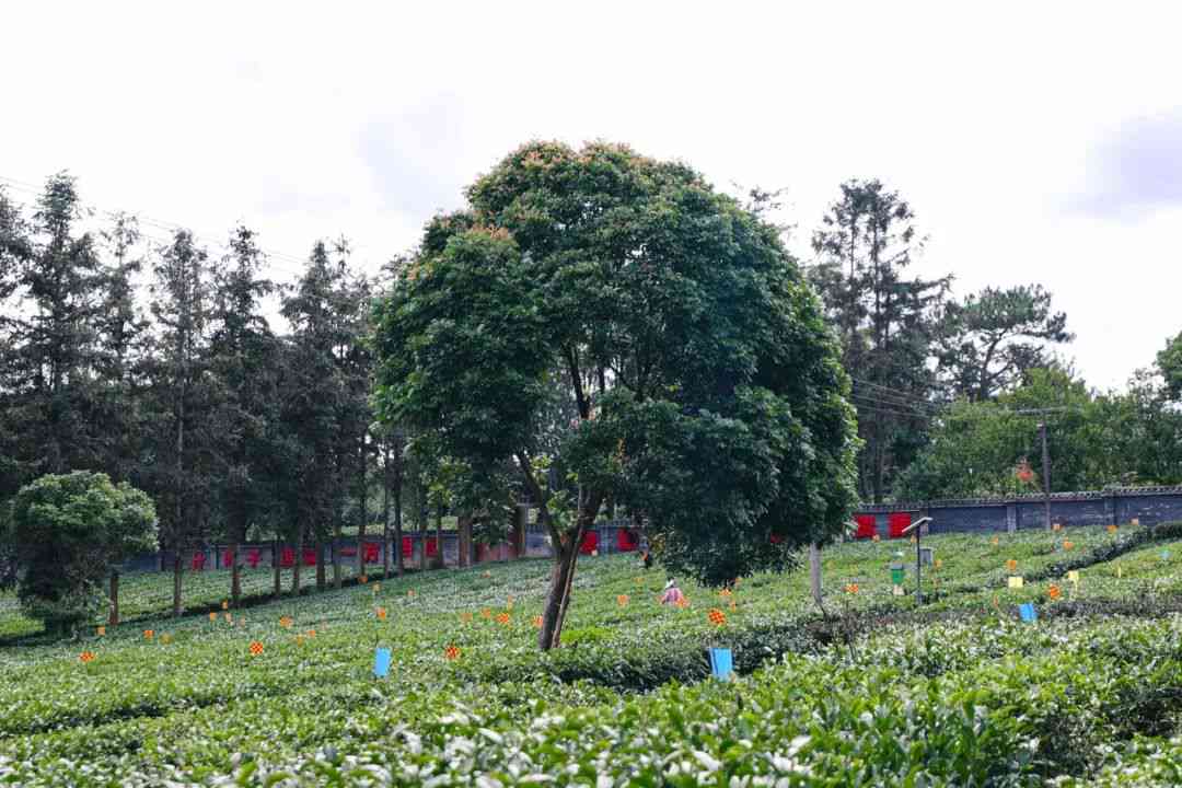 云茶科技70周年庆典：探索普洱茶的科技奥秘与云南文化传承