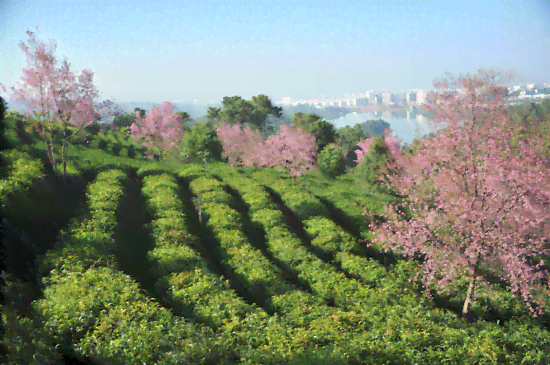 云茶仁普洱