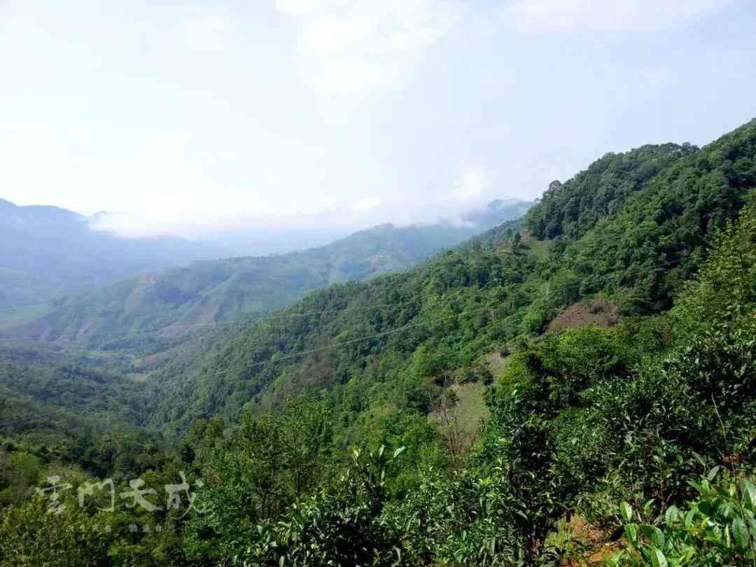 景谷牛尖山：海拔高度与古树茶香，探寻其所属茶山与白茶特色