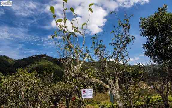 景谷牛尖山：海拔高度与古树茶香，探寻其所属茶山与白茶特色