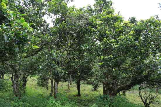 牛尖山海拔：景谷牛尖山古树茶口感特点及产地介绍