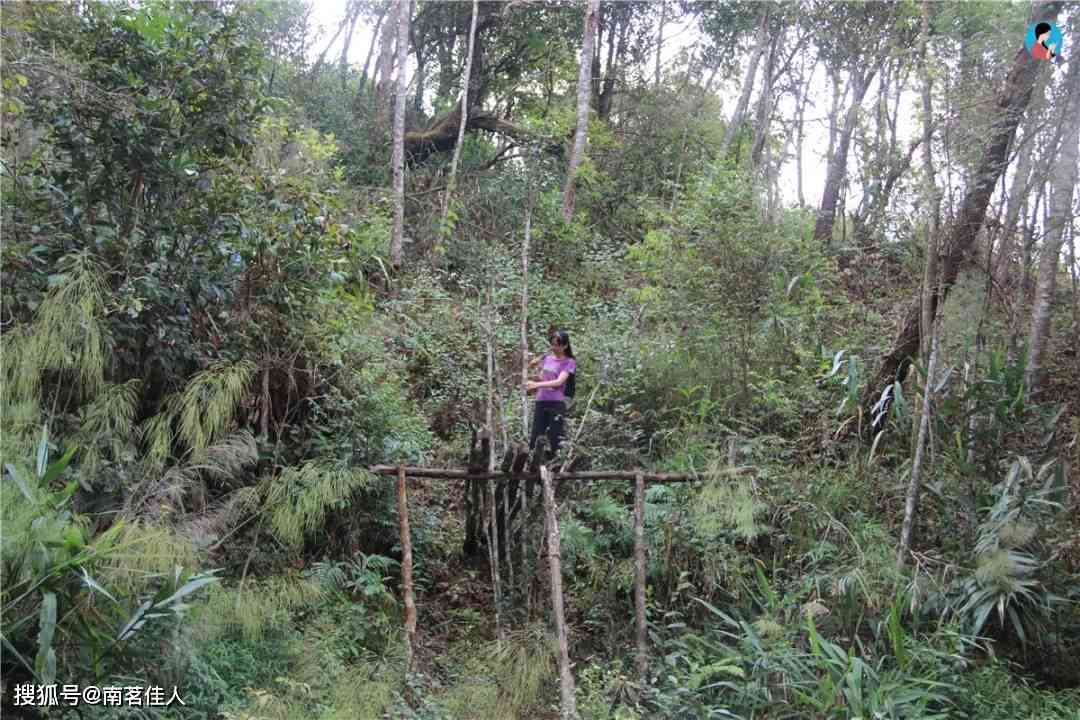 牛尖山海拔：景谷牛尖山古树茶口感特点及产地介绍